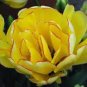 BULB, TULIPS, AKEBONO, DOUBLE GOLDEN PERENNIAL TULIP BULBS, GOLDEN FLOWERS