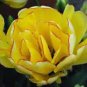 BULB, TULIPS, AKEBONO, DOUBLE GOLDEN PERENNIAL TULIP BULBS, GOLDEN FLOWERS