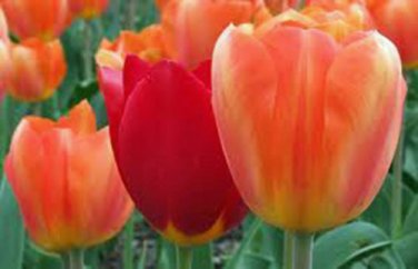 BULB, TULIP, ORANGE EMPEROR , RED TIPPED PERENNIAL TULIP BULBS, ORANGE FLOWERS