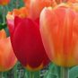 BULB, TULIP, ORANGE EMPEROR , RED TIPPED PERENNIAL TULIP BULBS, ORANGE FLOWERS