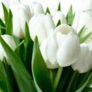 BULB, TULIP, WHITE CLOUDS, PURE SNOW WHITE PERENNIAL TULIP BULBS, WHITE FLOWERS