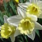 BULB, DAFFODIL, MOUNT HOOD , YELLOW  PERENNIAL DAFFODIL BULBS, YELLOW FLOWERS