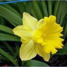 BULB, DAFFODIL, DUTCH MASTER , YELLOW  PERENNIAL DAFFODIL BULBS, YELLOW FLOWERS