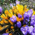 BULB, CROCUS, SPRING SNOW MIX, YELLOW PURPLE  PERENNIAL CROCUS BULBS, FLOWERS