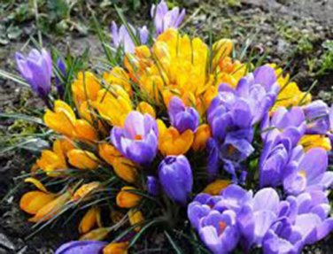 BULB, CROCUS, SPRING SNOW MIX, YELLOW PURPLE  PERENNIAL CROCUS BULBS, FLOWERS