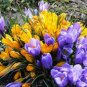 BULB, CROCUS, SPRING SNOW MIX, YELLOW PURPLE  PERENNIAL CROCUS BULBS, FLOWERS