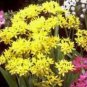 BULB, ALLIUM, MOLY, PURE YELLOW PERENNIAL ALLIUM BULBS, YELLOW  FLOWER CLUSTERS