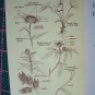 60s VTG Wild FLower Reference Book