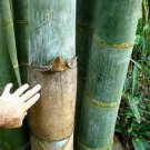 100x fresh Giant Bamboo Seeds w/ instructions ( Dendrocalamus Giganteus )