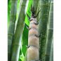 100x fresh Giant Bamboo Seeds w/ instructions ( Dendrocalamus Giganteus )