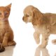 Pets