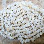 Elegant and Shiny OPAL 4-6mm Gemstone Chips 35" Str