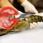 8Pcs Seafood Scissors Crab Scissors Seafood Shears Multifunctional Crab Leg Crackers And