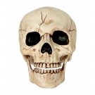 Skull Moveable Jaw Skeleton Head Decoration Halloween Prop Haunted House