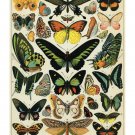 Decorative Wrap 20X28 Butterflies