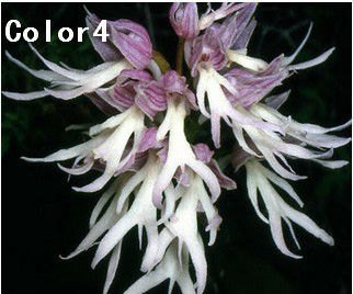Naked Man Orchid Flowers - Orchis Italica Stock Image 
