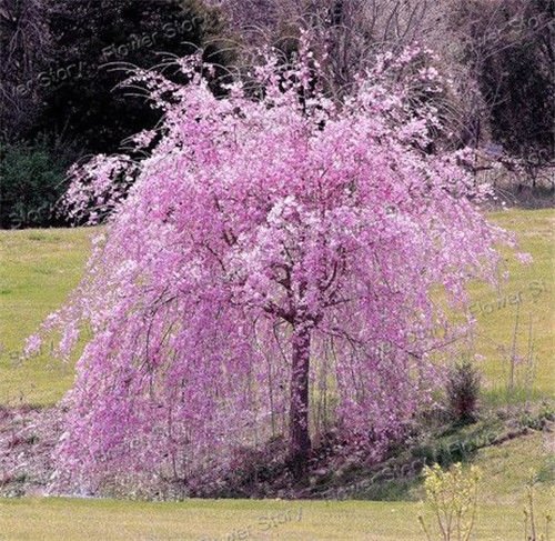 Pink Fountain Weeping Cherry Tree Seeds