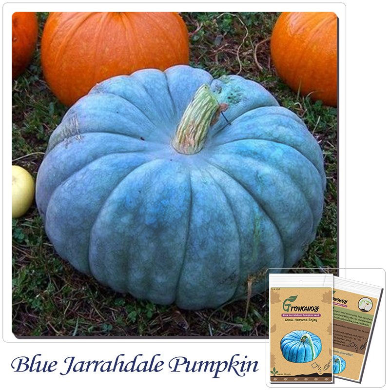 Blue Jarrahdale Pumpkin seeds