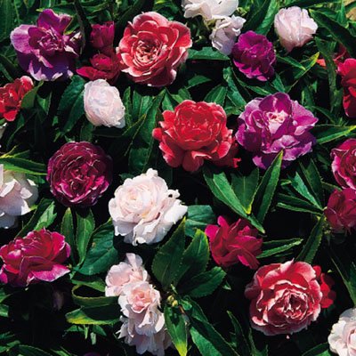DOUBLE CAMELLIA IMPATIENS Seeds