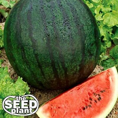 Sugar Baby Watermelon Seeds - 25 SEEDS