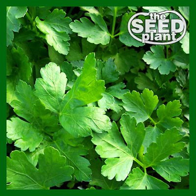 Plain Italian Parsley Seeds - 300 SEEDS NON-GMO