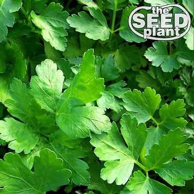 Plain Italian Parsley Seeds - 600 SEEDS