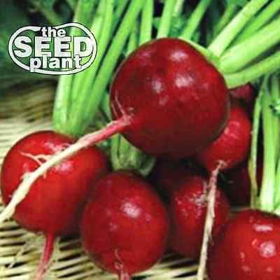 Crimson Giant Radish Seeds - 100 SEEDS NON-GMO