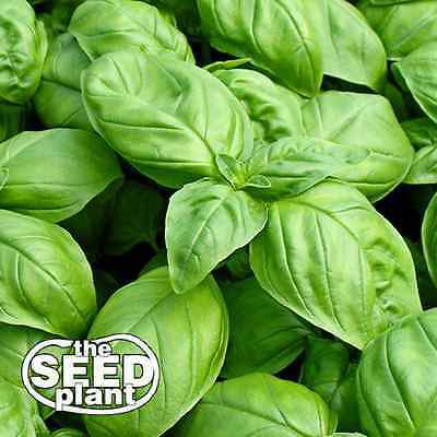Large Leaf Italian Basil Seeds - 500 NON-GMO SEEDS