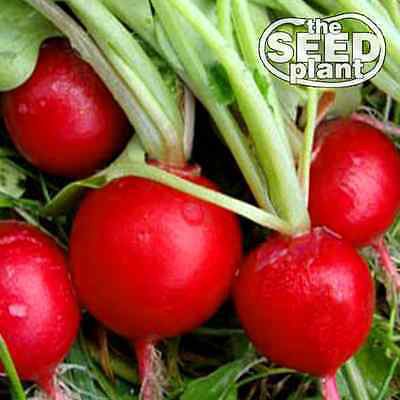 Early Scarlet Globe Radish Seeds - 100 SEEDS NON-GMO