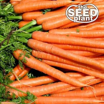 Imperator Carrot Seeds - 250 SEEDS