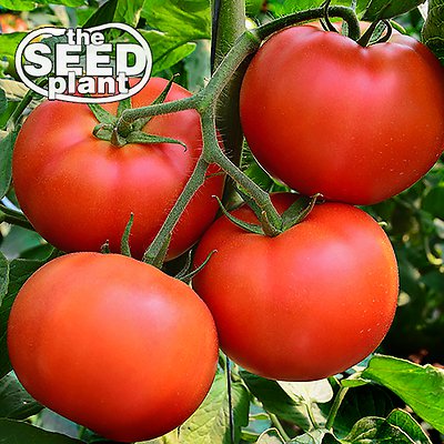 Bradley Tomato Seeds - 125 SEEDS NON-GMO