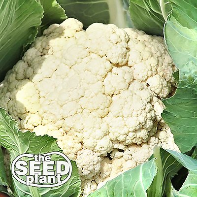 Snowball Cauliflower Seeds -200 SEEDS