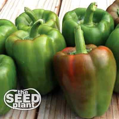 California Wonder Bell Pepper Seeds - 75 SEEDS NON-GMO