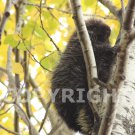 Copyright for image IMG_7179