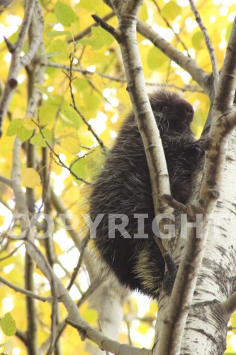 Copyright for image IMG_7179