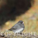Copyright for image IMG_7008