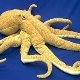 Plush & Stuffed Animals