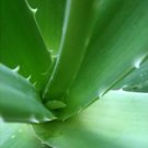 Aloe Vera Lift Gel