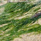 Retexturize Seaweed Wash - Oily Skin