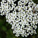 Small White Flowers, Brown Bug