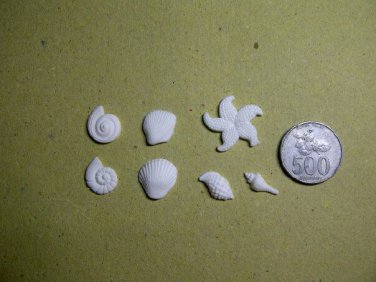 Sea Shell 1