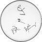 Queen Autographed Signed Freddie Mercury Brian May+ Clear Drumhead