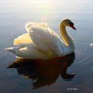 Swan