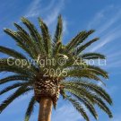 Fine Art Nature 8x10 Photo Print - Canary Island Date Palm