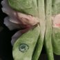 Dea Capodimonte Made Pink Rose