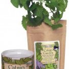 Catnip Garden