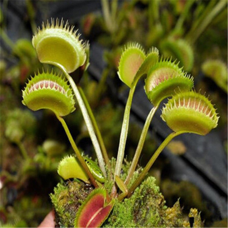 300pcs Promotion Dionaea Muscipula Giant Clip Venus Flytrap Seeds ...