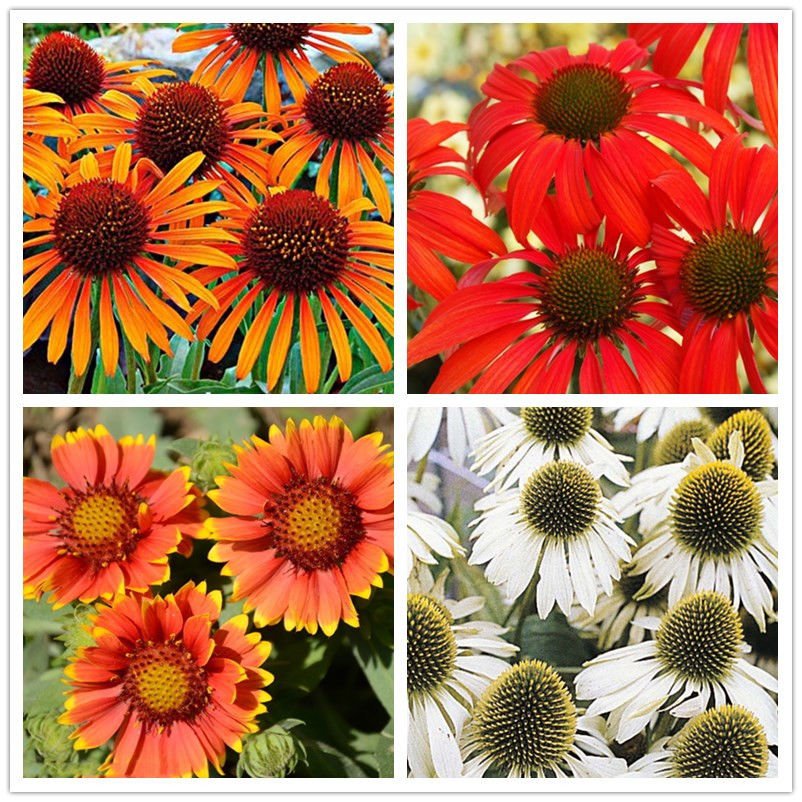 Hardy Perennial Echinacea 'Cheyenne Spirit Mixed' Coneflower Seeds, 100