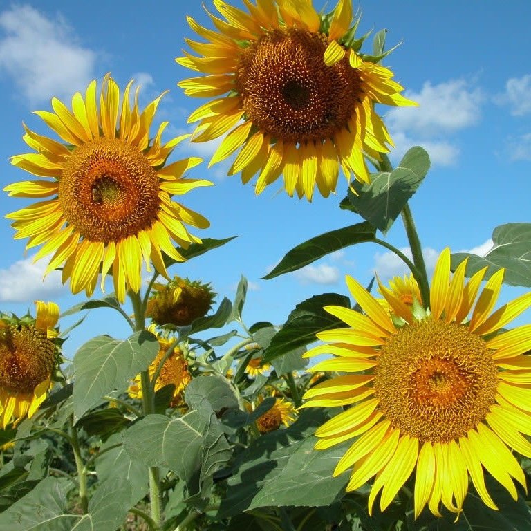 Maximillian Sunflower Seeds, 20 Seeds / Pack, Masses of Flowers