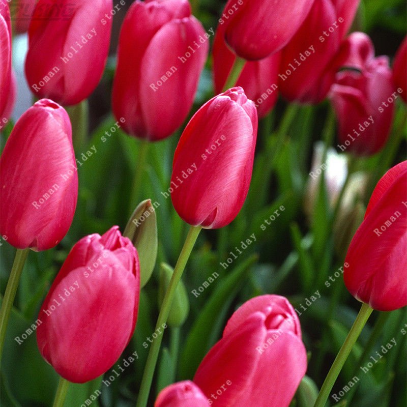 Real Red Flower Bulbs Tulip Bulbs Beautiful Pretty Special Fragrance